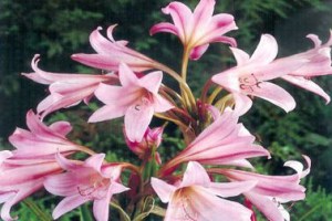 Crinum_powellii_4b36080f48b97.jpg